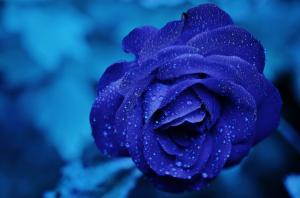 蓝玫瑰花高清图片4K壁纸