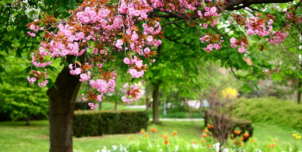 自然,粉红色的花朵,公园,树林,绿化,风景图片