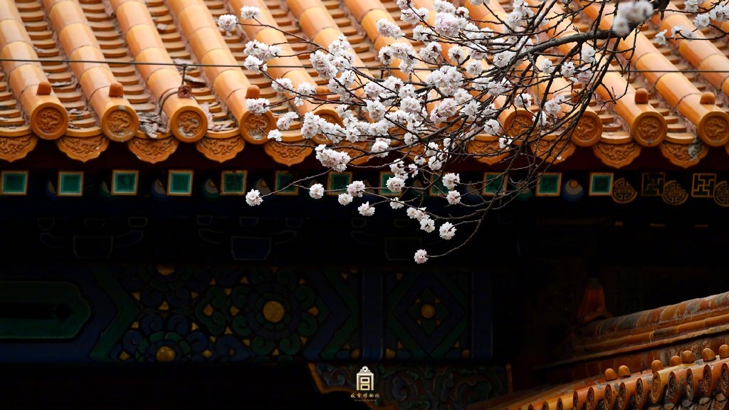 故宫博物院的二月杏花