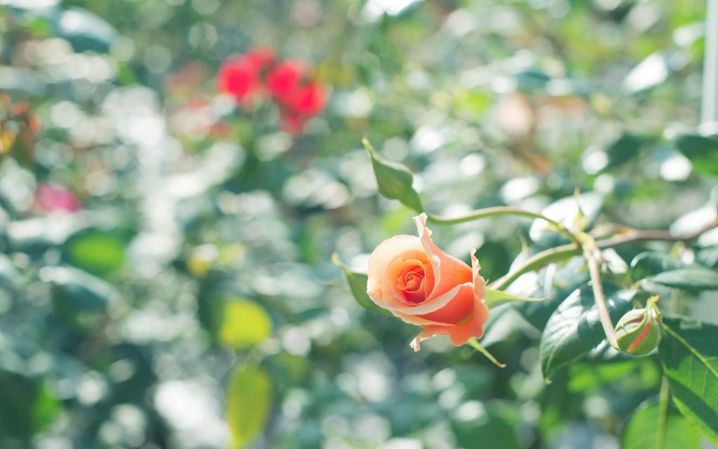 清新淡雅的蔷薇花