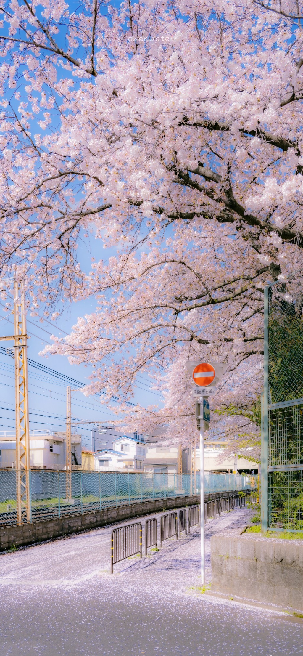 春天浪漫樱花日系风景手机壁纸