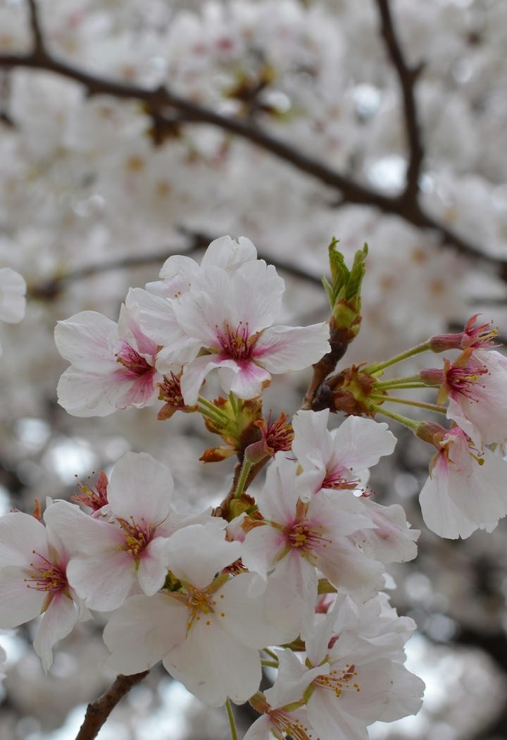 优雅纯洁的白色樱花图片