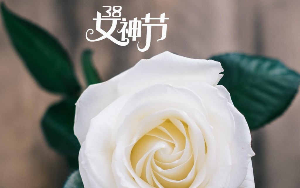 3.8女神节艳丽的玫瑰