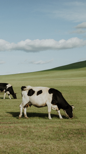草原奶牛养眼自然风景手机壁纸