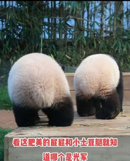 励志做只熊猫大熊猫辉宝写真图片