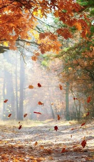 秋意浓浓红枫林风景图片