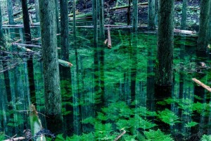 日本静冈县水窪山山中的池之平