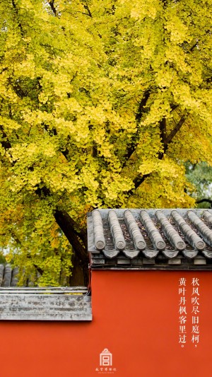 立冬故宫博物院枫叶金黄风景图片