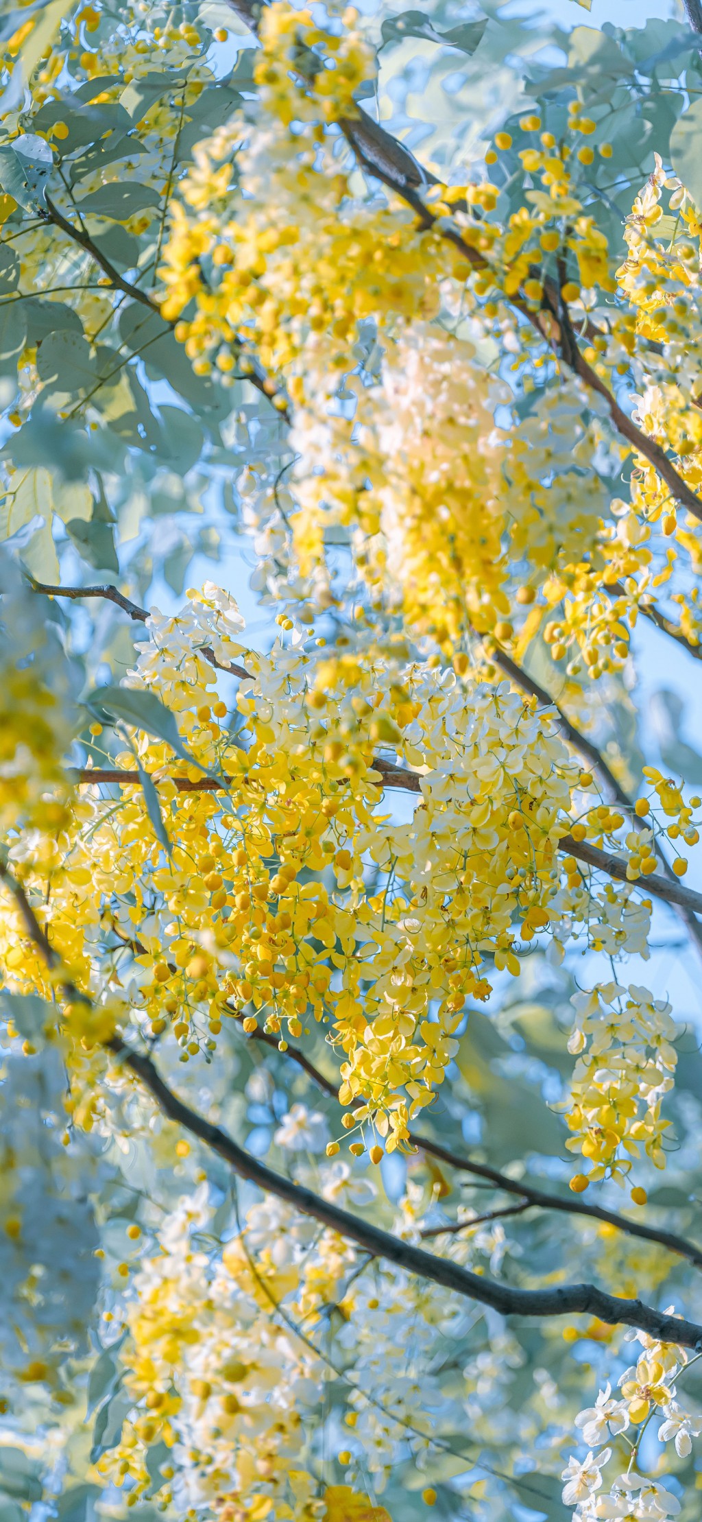 腊肠树黄色花朵清新手机壁纸