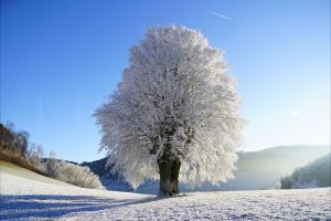 被雪花覆盖的树上风景图片