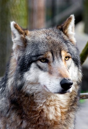 高清野生动物狼脸部特写图片