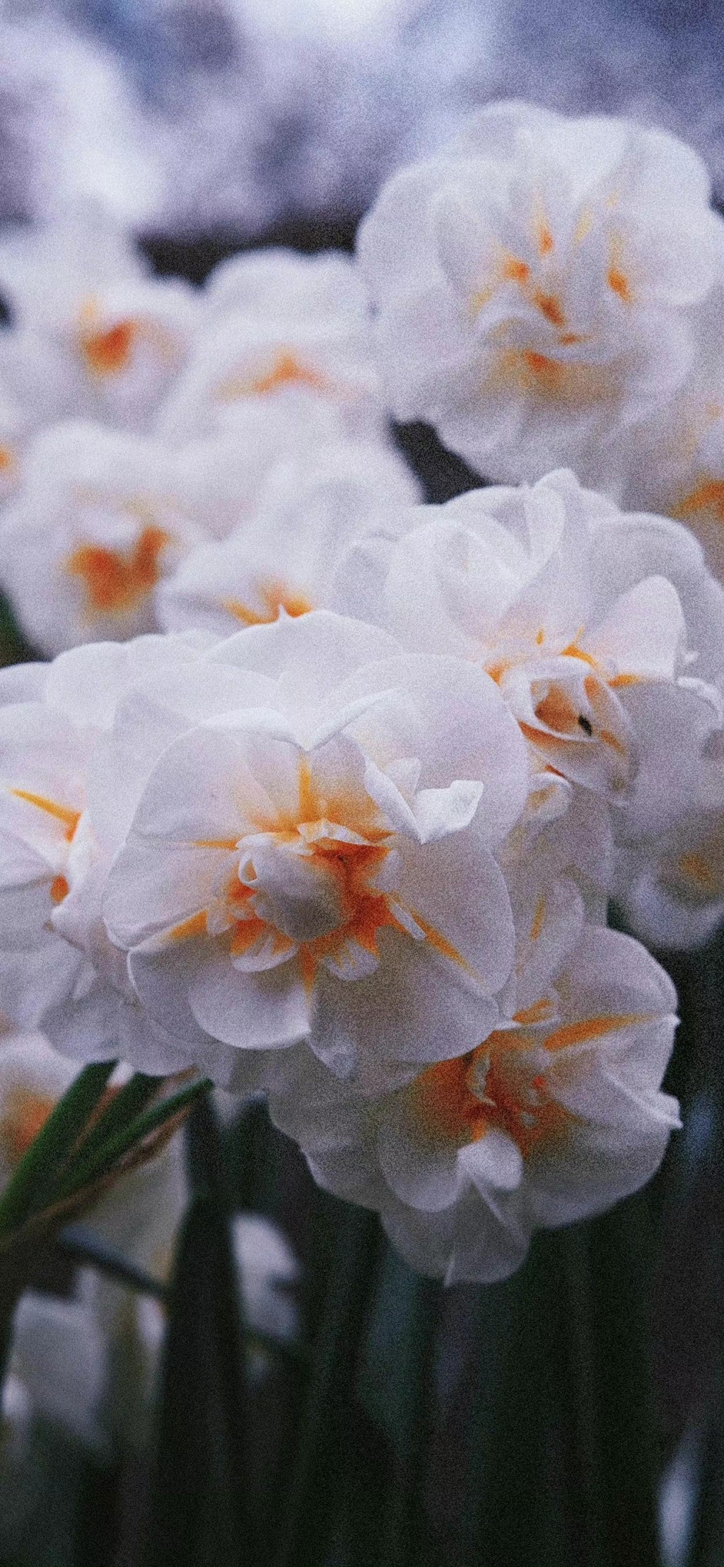 郁金香唯美植物花朵手机壁纸