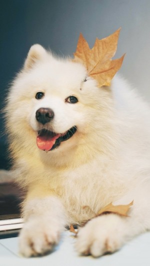 可爱萌宠萨摩耶犬图片
