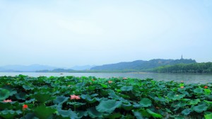 杭州西湖荷花美景摄影高清宽屏桌面壁纸