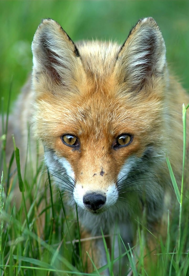 可爱动物狐狸图片集