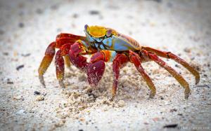沙滩上微距摄影可爱红色螃蟹图片