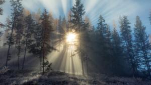 金伯利北极星山 阳光穿过树林风景壁纸