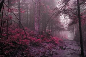 神秘树林红叶风景