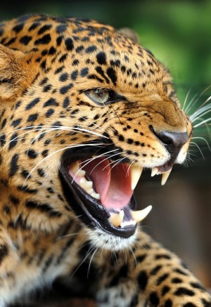 张开嘴巴的豹子摄影图片