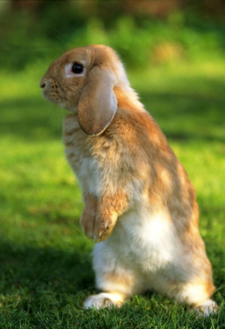 超可爱高清小兔子手机壁纸图片