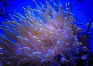色彩斑斓的海葵风景图片