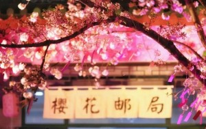江苏无锡春天樱花风景图片