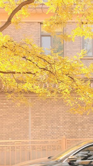 秋日唯美黄叶壁纸图片