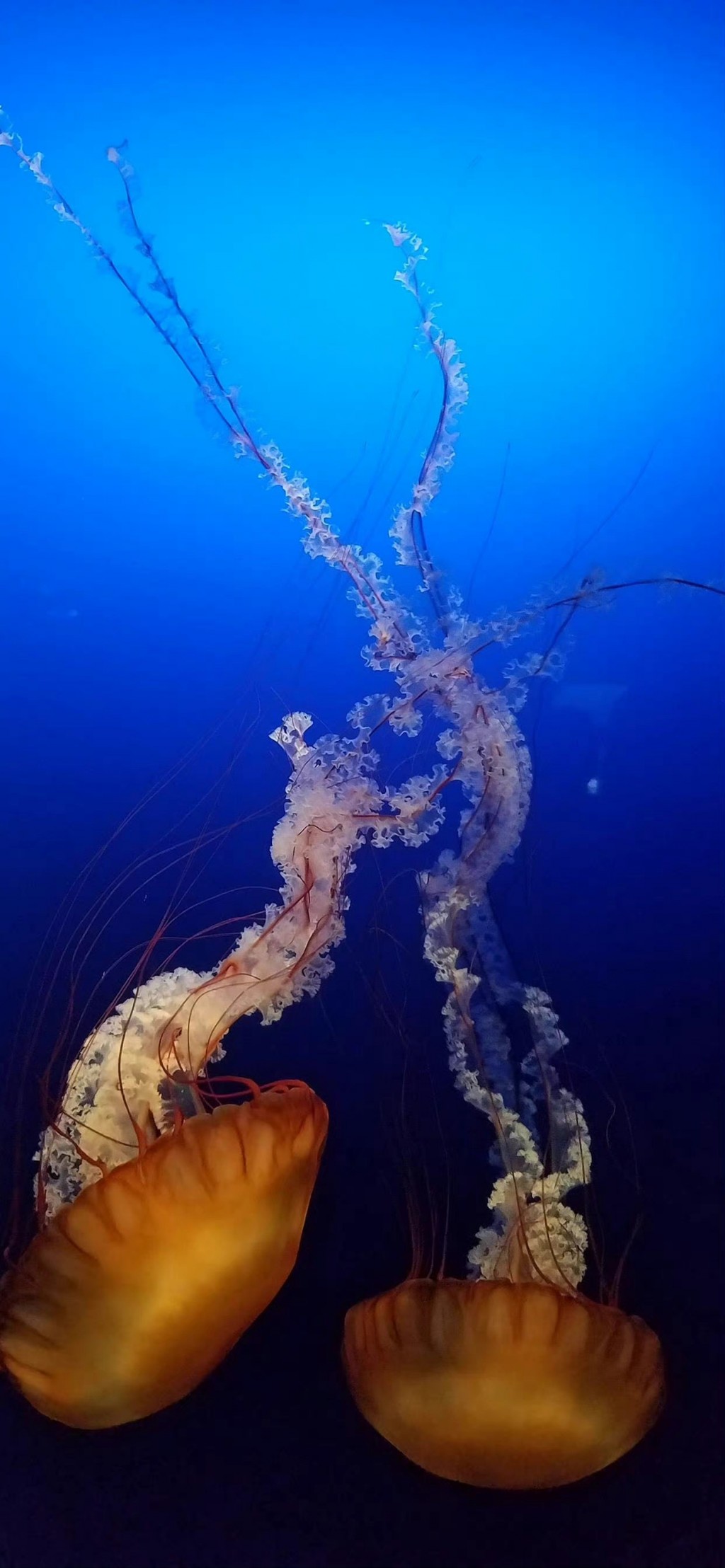 海洋生物多彩水母唯美手机壁纸