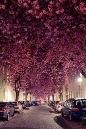 德国波恩著名的樱花大道