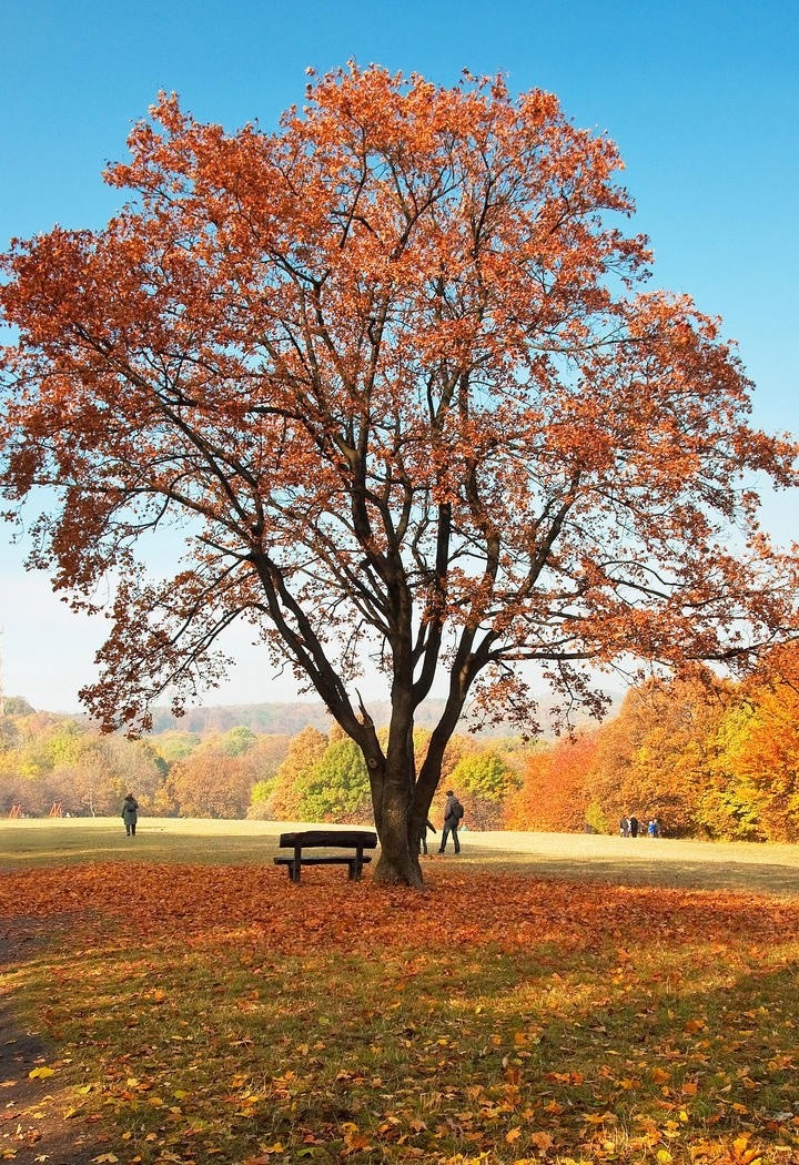 唯美秋天树林黄色树叶风景图片