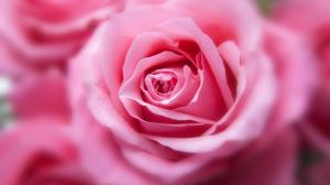 粉红色的玫瑰花高清图片