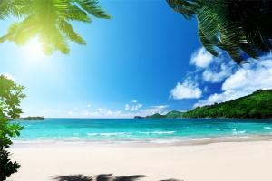棕榈树,海洋,阳光,夏天海边风景图片