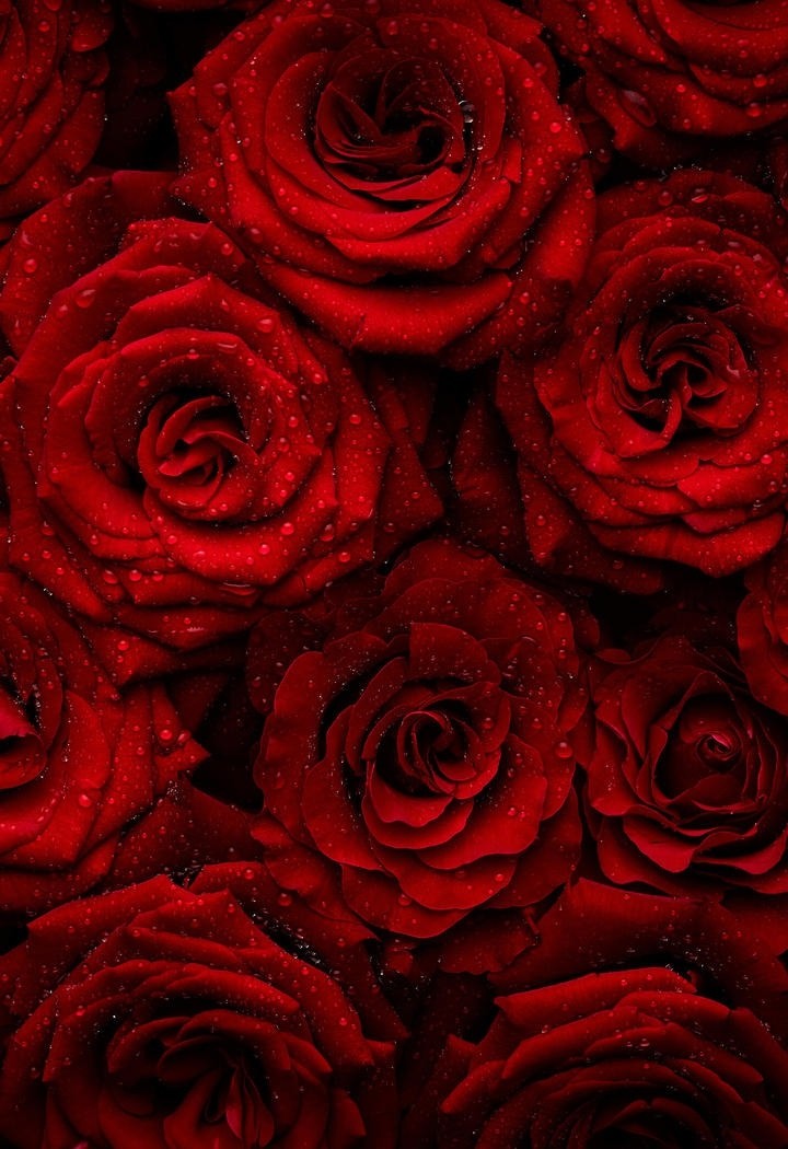 洒满水珠红似火的玫瑰花图片