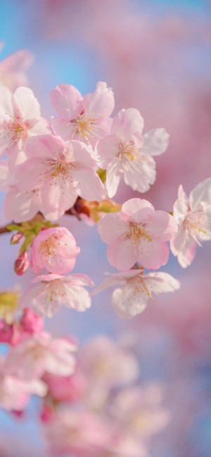 粉色樱花唯美鲜花手机壁纸