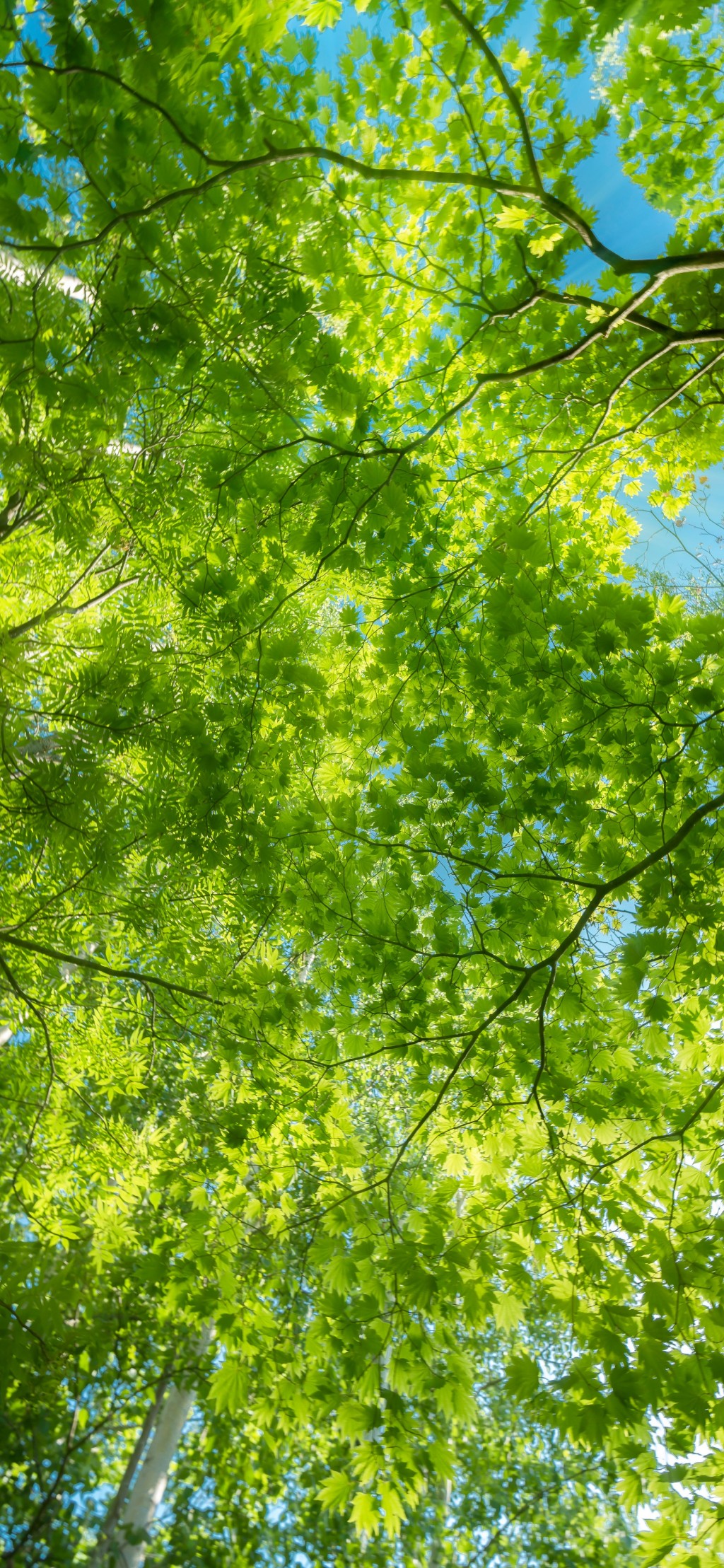 清新绿色树叶风景手机壁纸