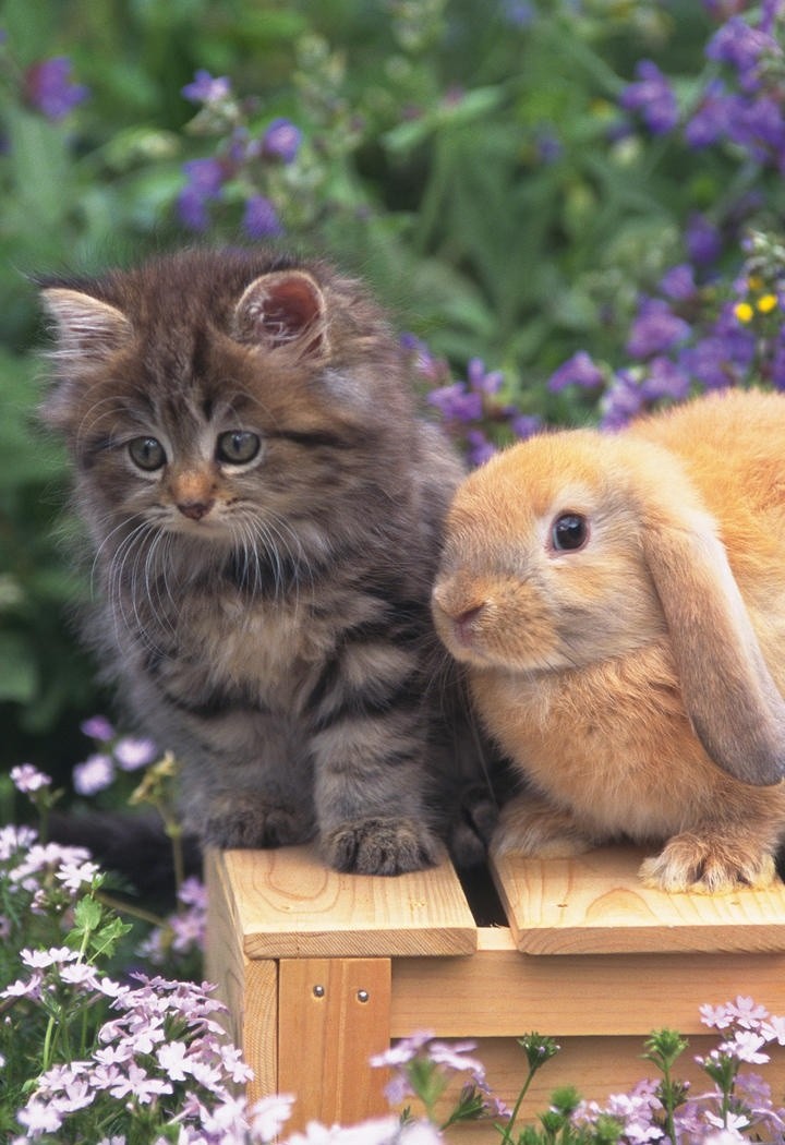 萌猫和萌兔子图片