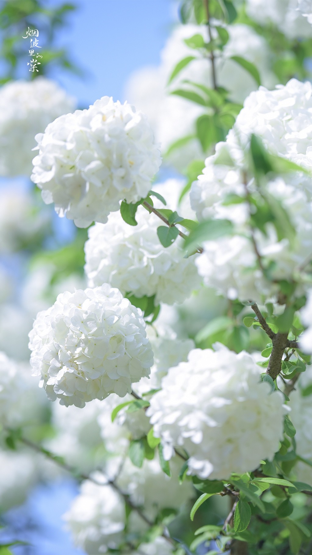 白色木绣球花唯美背景手机壁纸 植物 靓丽图库