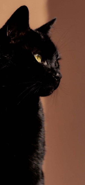黑色猫咪萌系高清摄影手机壁纸