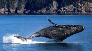 座头鲸壮观鲸鱼跳跃图片大全