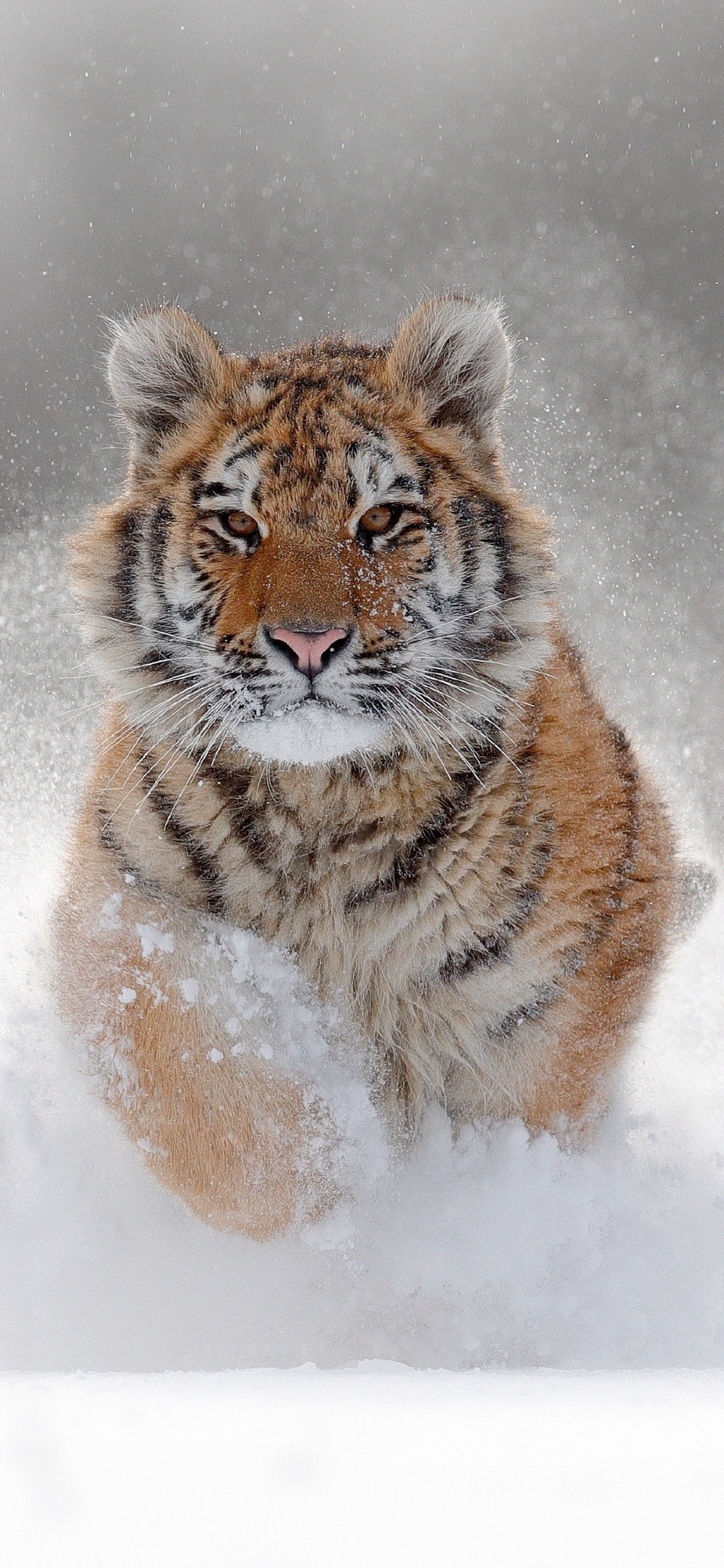 雪地上呆萌的小老虎