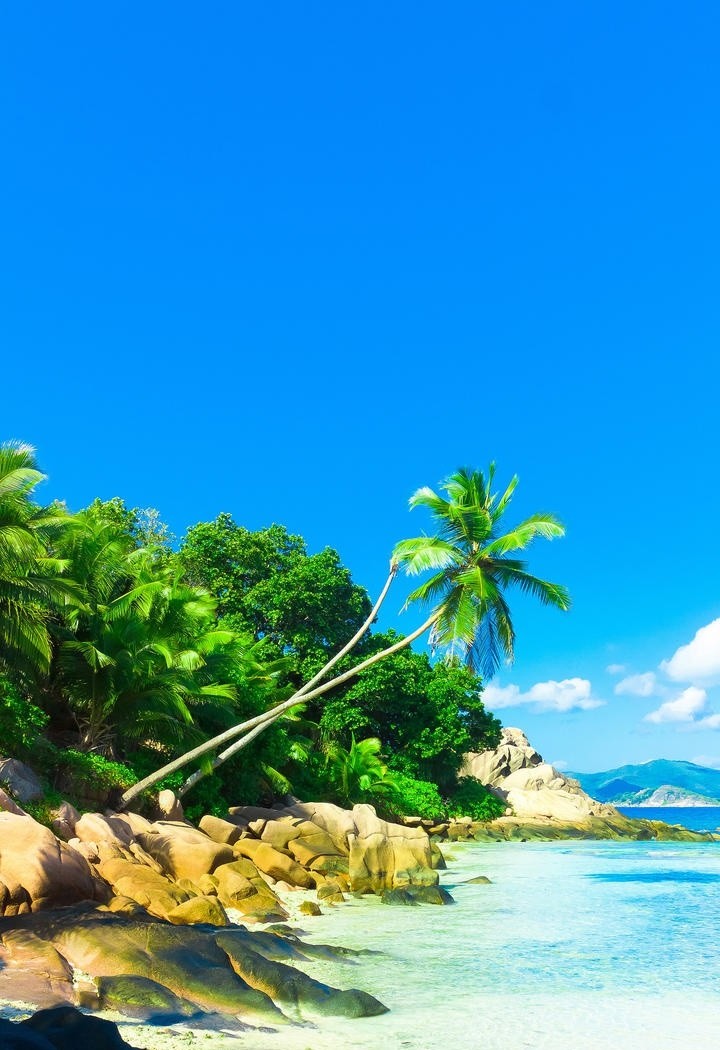 沙滩上的椰子树风景图片