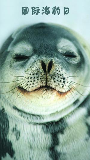3月1日国际海豹日呆萌可爱小海豹睡觉高清图片