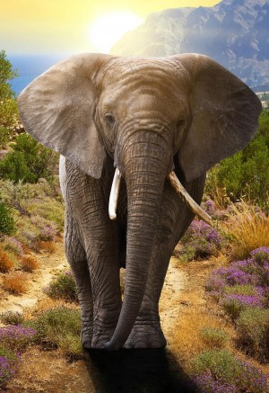 野生大象高清图片
