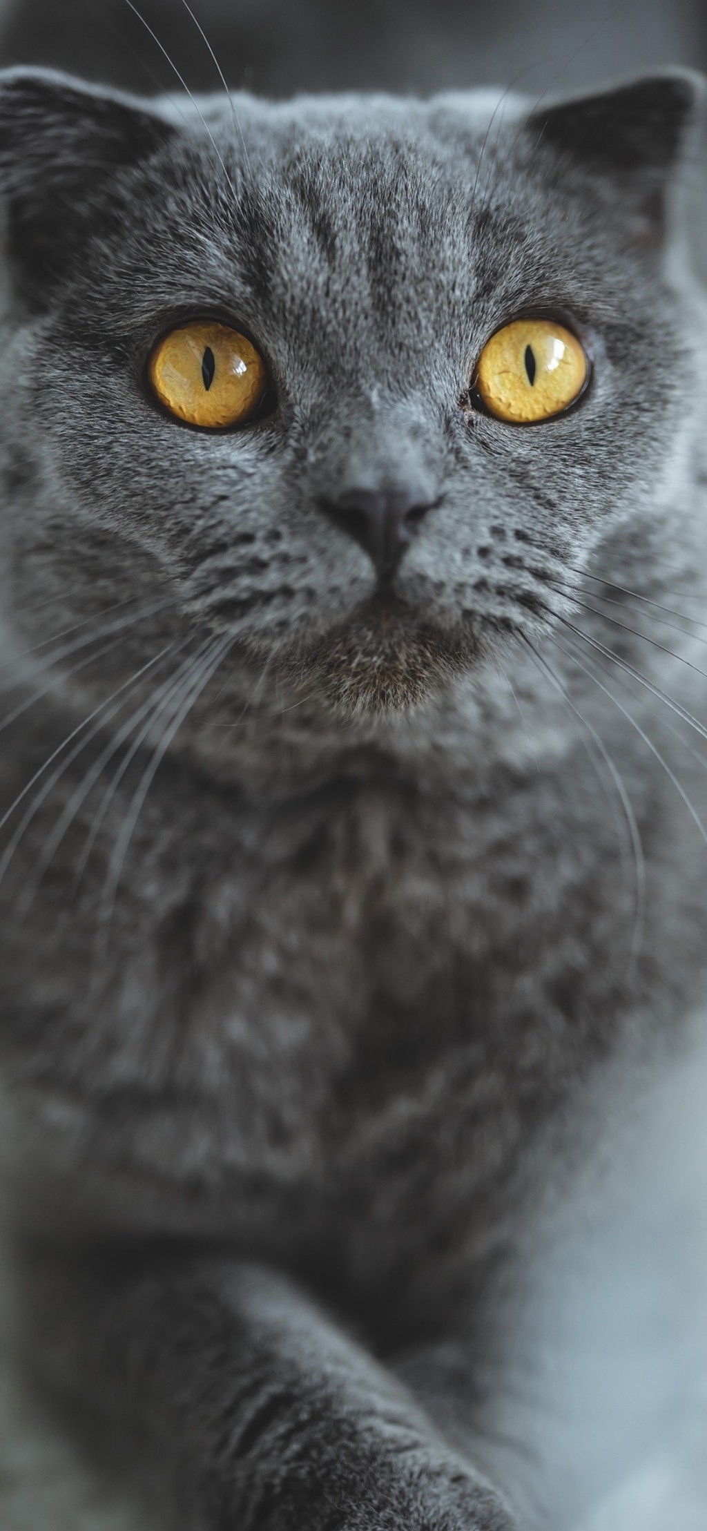 俄罗斯蓝猫呆萌可爱手机壁纸,动物-靓丽图库