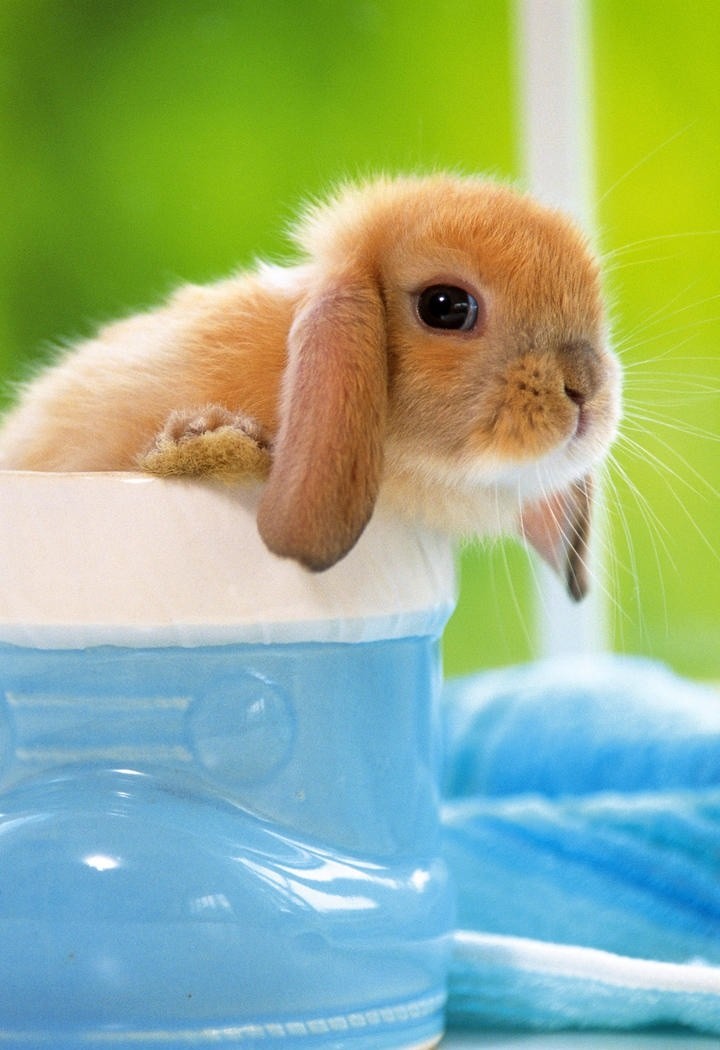 高清可爱的小兔子动物摄影图片