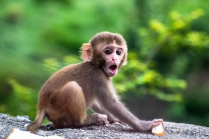 超级呆萌的猴子写真