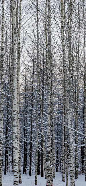 静谧大自然森林风景手机壁纸