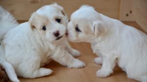  超可爱白色拉布拉多幼犬萌蠢图片