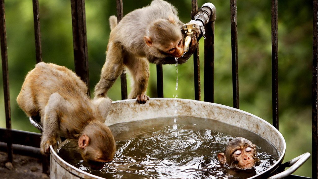 可爱小猴子高清摄影图片