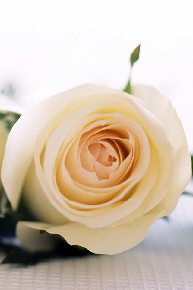 白色玫瑰花唯美图片